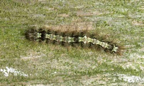 Eilema depressa