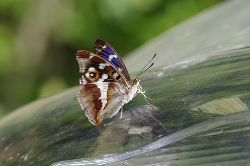 Apatura iris