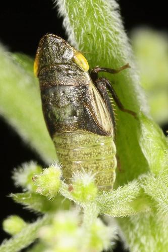 Réf. 122 453 : Aphrodes makarovi