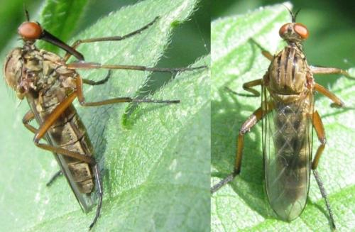Empis livida
