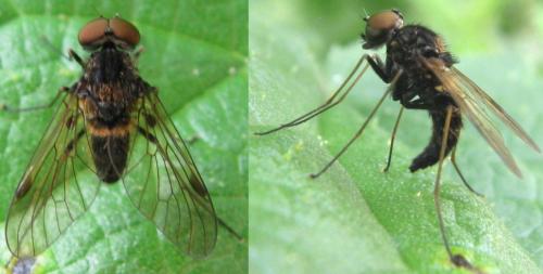 Chrysopilus cristatus