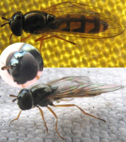 Melanostoma scalare
