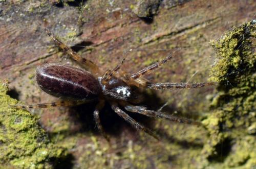 Segestria bavarica