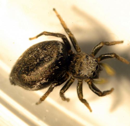 Réf. 122 107 : Heliophanus sp.