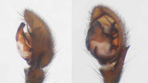 Drassyllus lutetianus