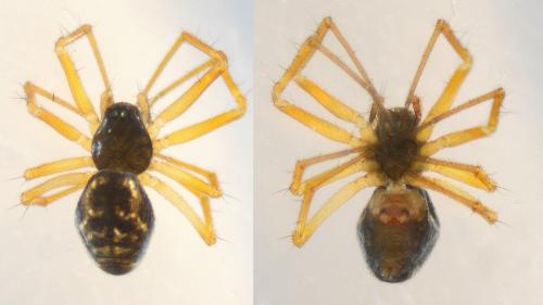 Obscuriphantes obscurus