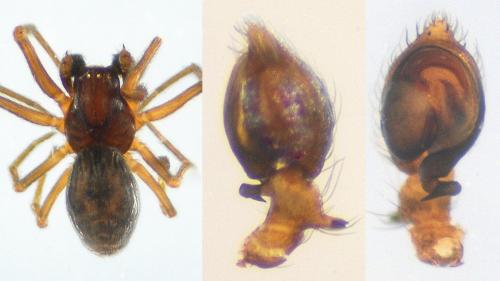 Dictyna pusilla
