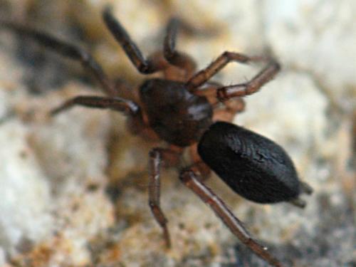 Marinarozelotes fuscipes