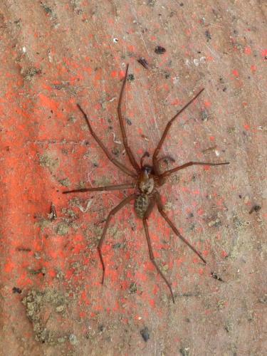 Réf. 122 749 : Tegenaria sp.