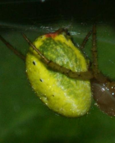 Araniella sp.