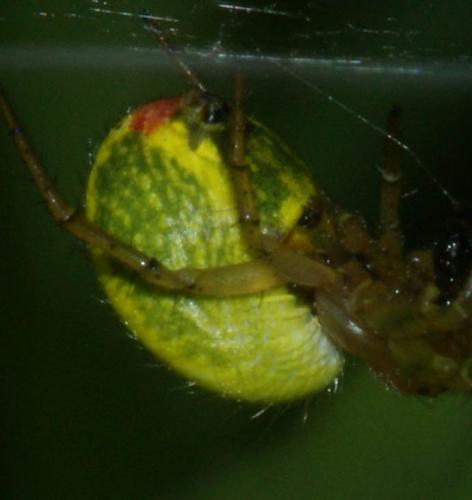 Araniella sp.