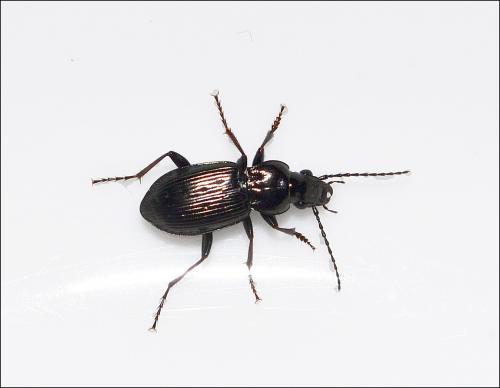 Pterostichus oblongopunctatus