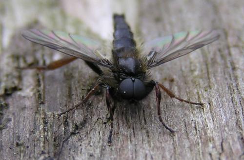 Réf. 122 962 : Bibio lanigerus