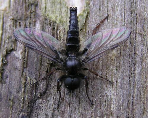 Réf. 122 963 : Bibio lanigerus