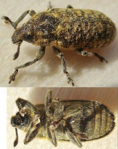 Réf. 122 328 : Rhinocyllus conicus