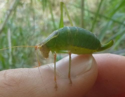 Metaplastes pulchripennis