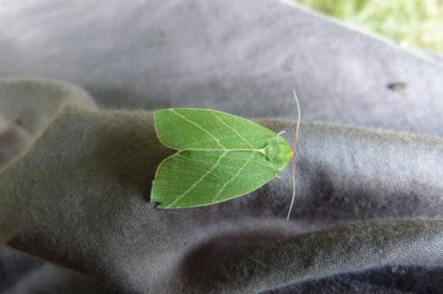 Bena bicolorana