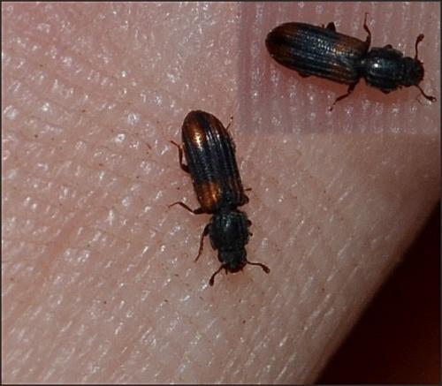 Bitoma crenata