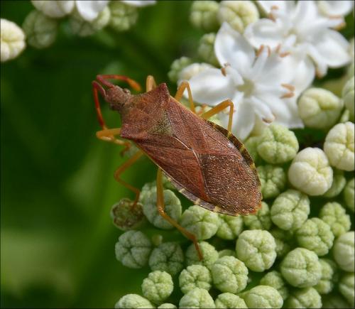 Réf. 122 850 : Gonocerus acuteangulatus