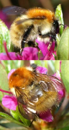 Bombus sp.