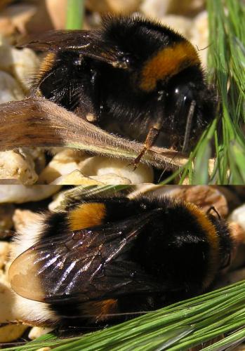 Bombus sp.