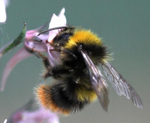 Réf. 122 762 : Bombus pratorum