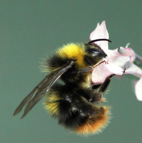 Réf. 122 763 : Bombus pratorum