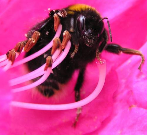 Bombus sp.