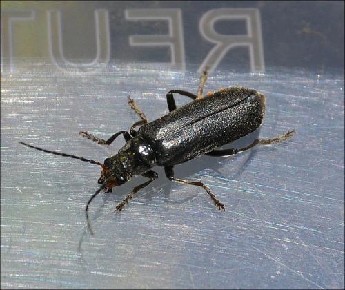 Réf. 122 731 : Cantharis tristis