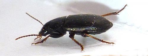 Réf. 122 059 : Semiophonus signaticornis