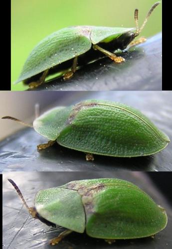 Réf. 122 892 : Cassida rubiginosa