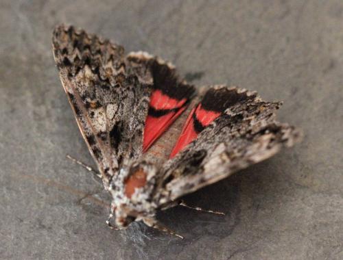 Catocala promissa