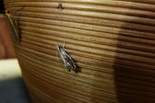 Catoptria verellus
