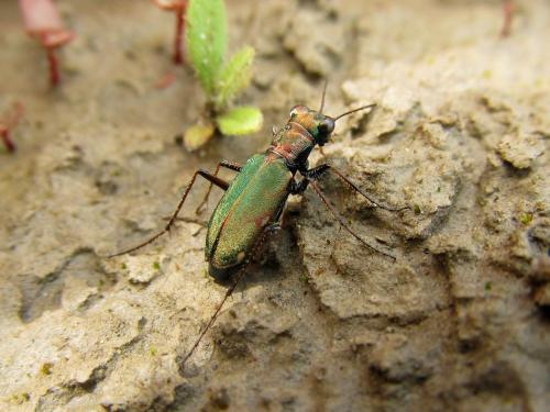 Réf. 122 103 : Cylindera germanica
