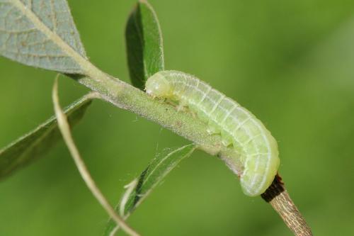 Réf. 122 078 : Ipimorpha retusa