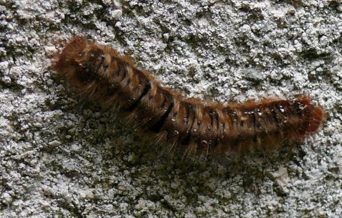 Lasiocampa quercus