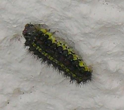 Aglaope infausta