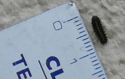 Aglaope infausta
