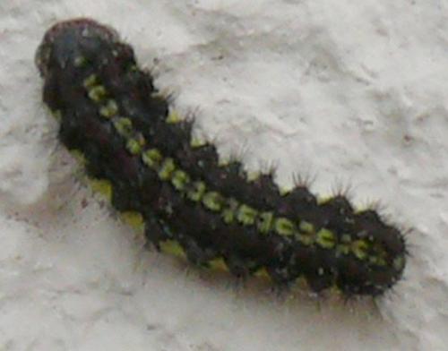 Aglaope infausta