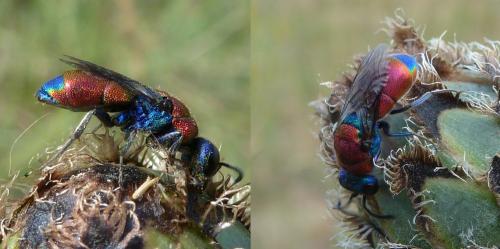 Chrysis chrysostigma