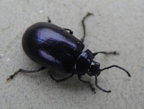 Agelastica alni