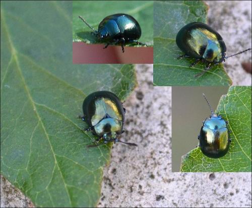 Chrysolina sp.
