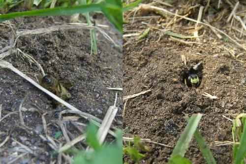 Réf. 122 445 : Philanthus triangulum