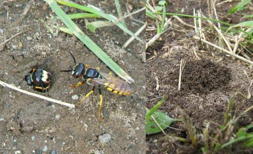 Réf. 122 446 : Philanthus triangulum