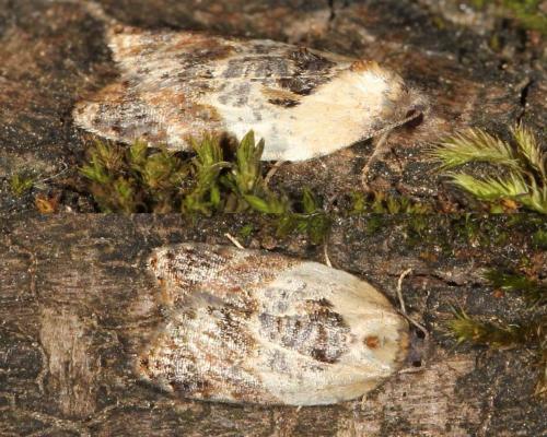 Réf. 122 221 : Acleris variegana
