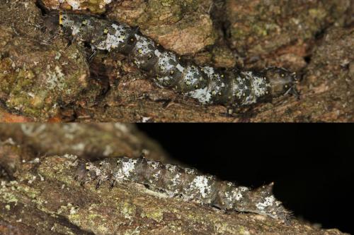 Réf. 122 553 : Catephia alchymista