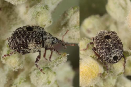 Réf. 122 786 : Cionus thapsus