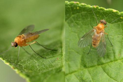 Chrysopilus sp.