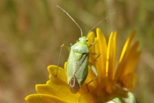 Closterotomus norwegicus