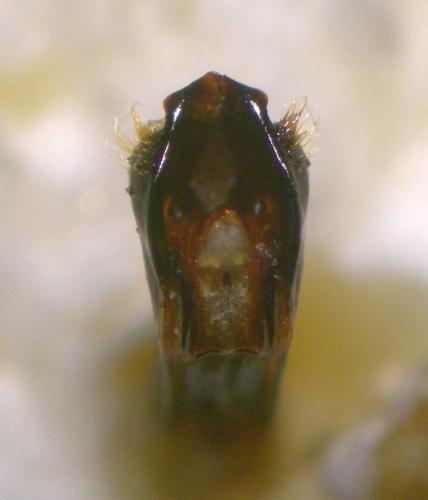Réf. 122 028 : Clytra laeviuscula